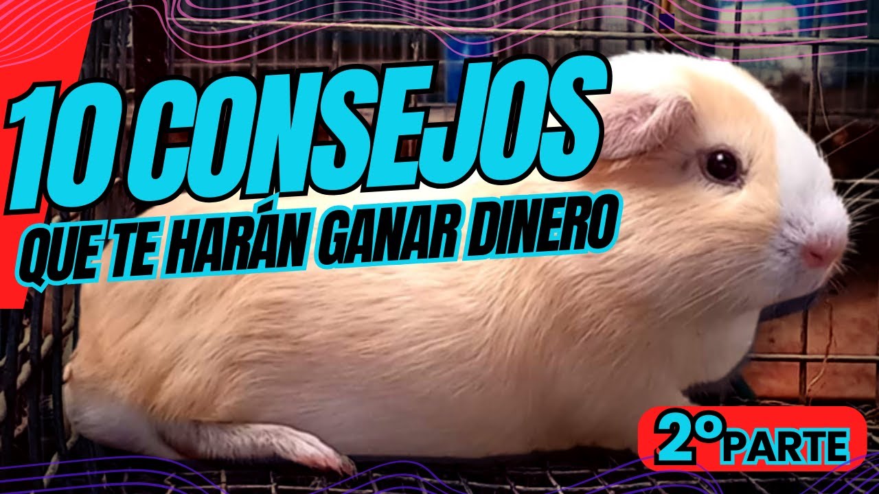10 CONSEJOS que te harán GANAR dinero – CUYES de ENGORDE – Parte 2