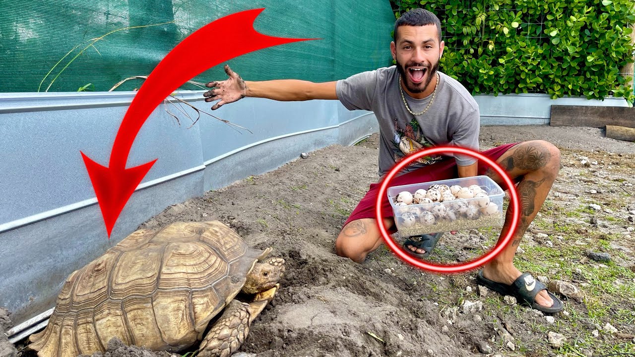COLLECTING EGGS from 3rd LARGEST TORTOISE in the World! *Incredible*