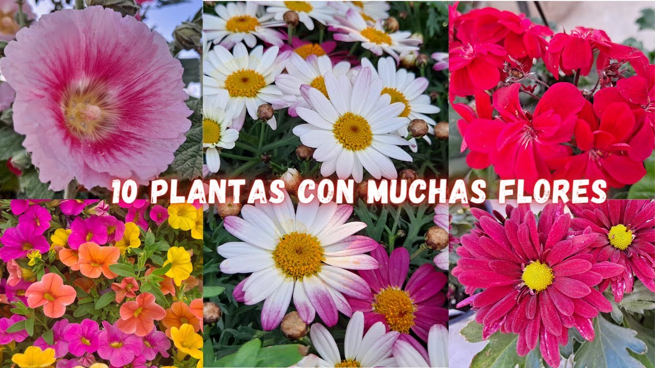 10 PLANTAS que FLORECEN TODO EL AÑO y NO Necesitan de Muchos CUIDADOS | plantas con muchas flores |