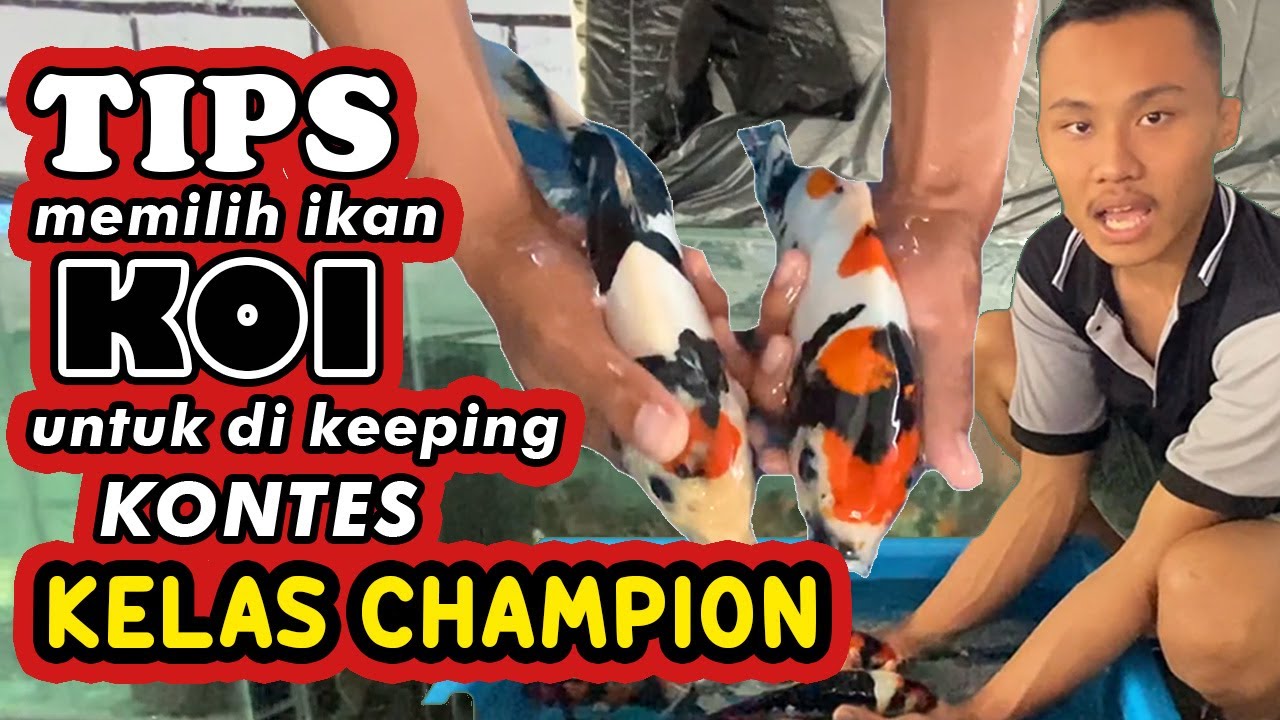 PEMILIHAN KOI BAHAN KEEPING SHOW QUALITY & HIGH QUALITY