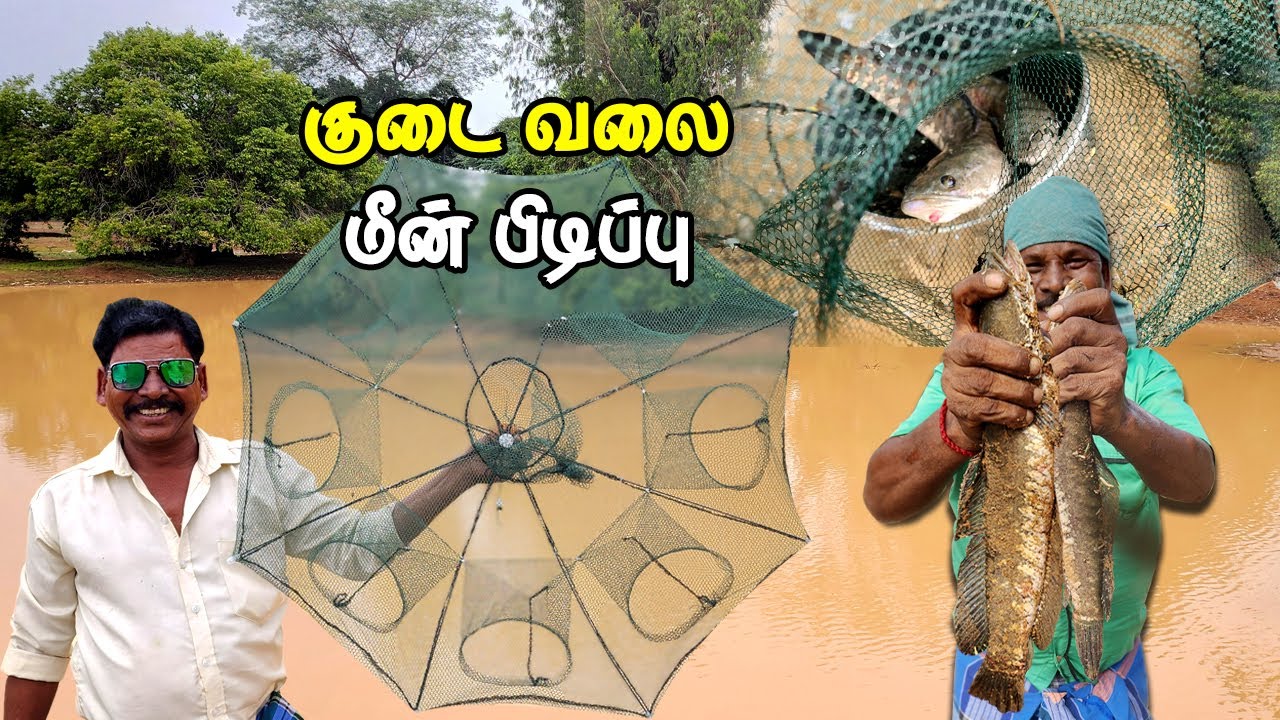 Amazonல வாங்கிய Fish Trap குடை வலை மீன் பிடிப்பு - இனிப்பு, கார மீன் வருவல்  Unique Creamy Fish Fry