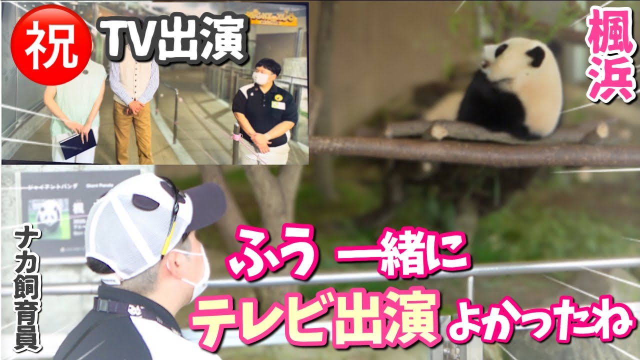 【パンダアイドル楓浜】ナカ飼育員と一緒にNHKBS番組出演してご満悦🐼特別残業もナカさんとならオッケーなんだね（笑）