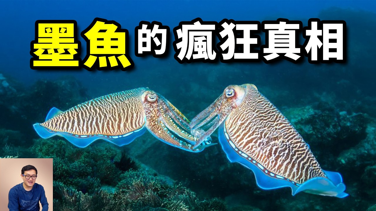 你會區分花枝、烏賊、魷魚、墨魚嗎？比章魚智商更高的頭足綱動物？會用幻術催眠螃蟹！十萬隻巨型墨魚聚集事件，令人震驚的交配策略&hellip;&hellip;【老肉雜談】#動物 #海洋 #生物 #墨魚 #花枝