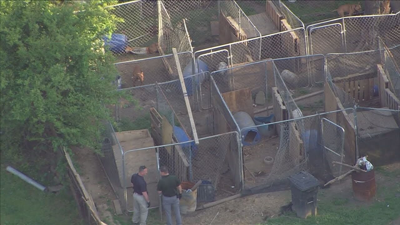‘Absolutely horrific’: Dozens of dogs seized from possible dogfighting ring in Gastonia | WSOC-TV