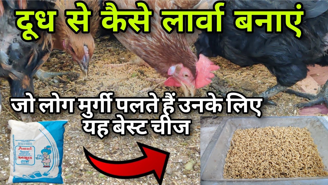 मुर्गी पालन के लिए लार्वा कैसे बनाएं #chicken #chickenfarming #farming #egg #food #larva#dasifarming