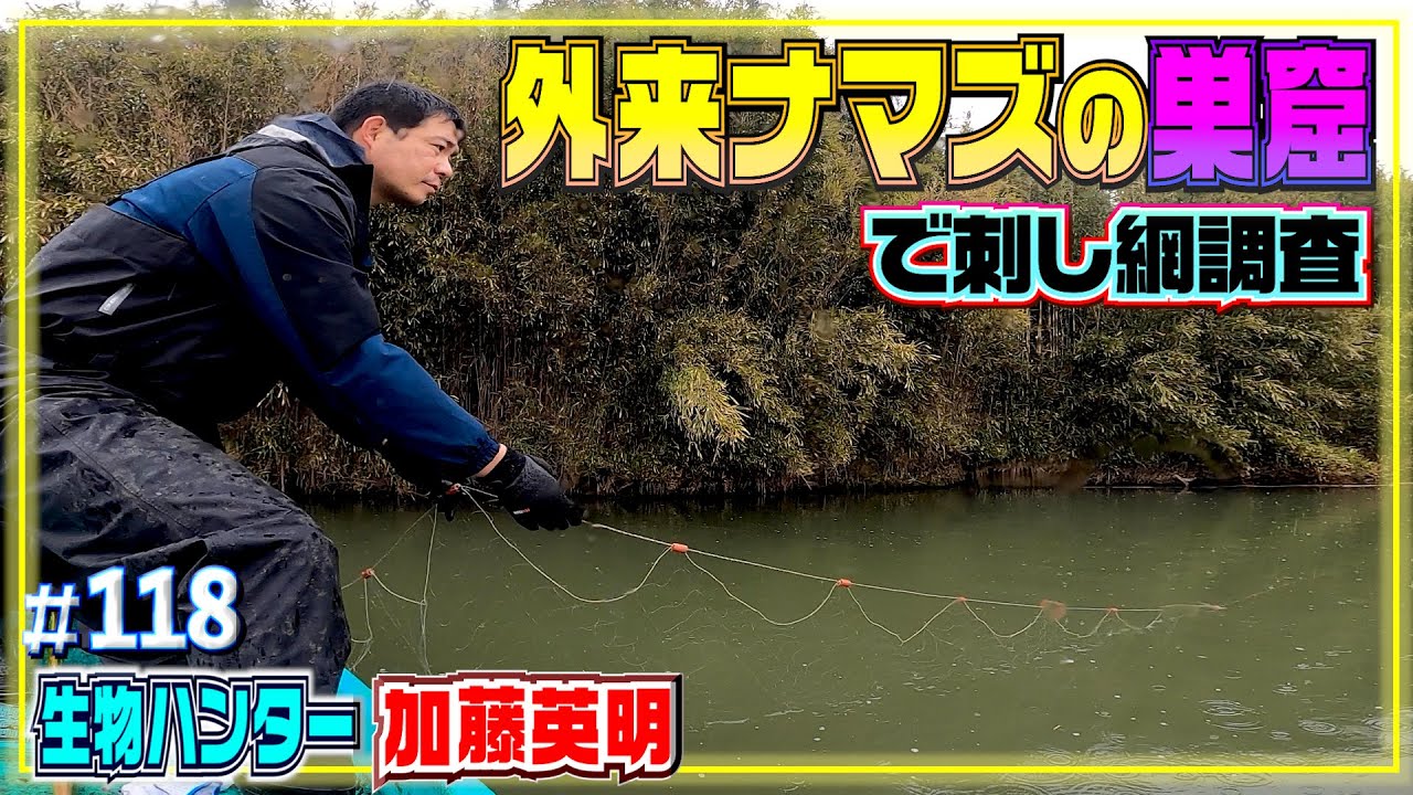 外来ナマズの巣窟×刺し網！茨城・霞ヶ浦≫生物ハンター加藤英明・Japan wild hunter