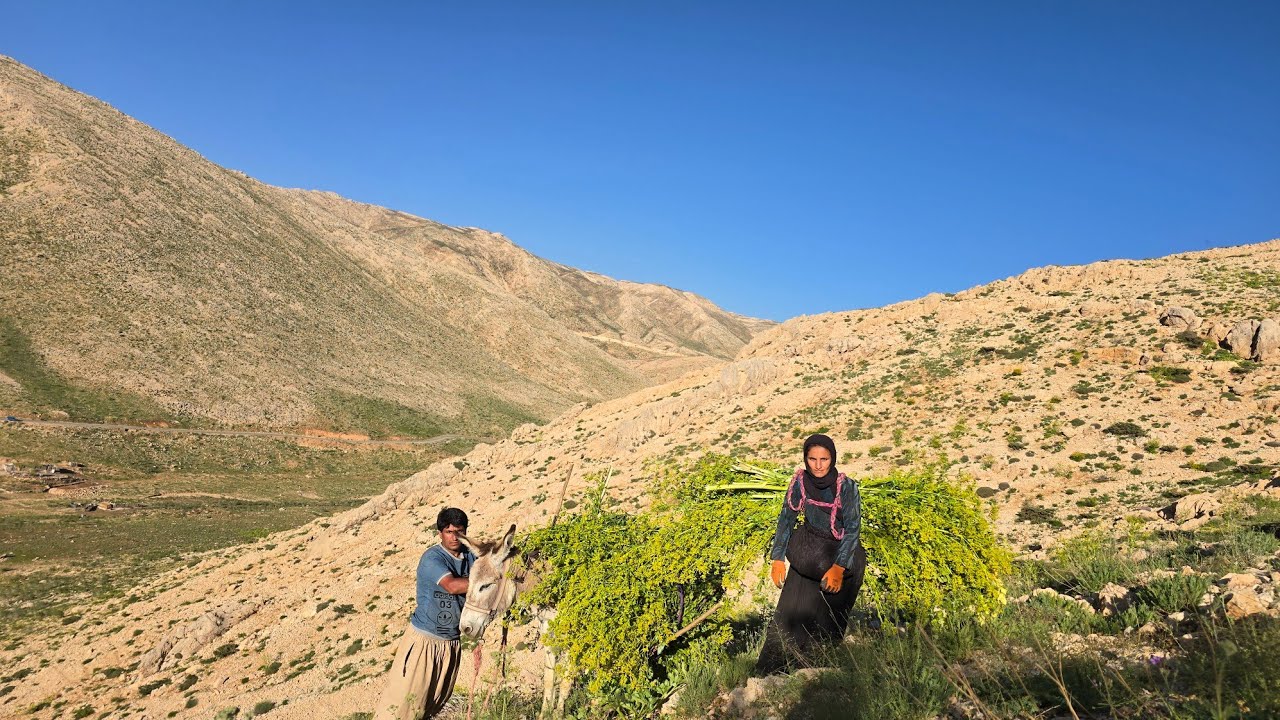 🌿 The Green Gold of the Mountains | Nomads Gathering Wild Herbs