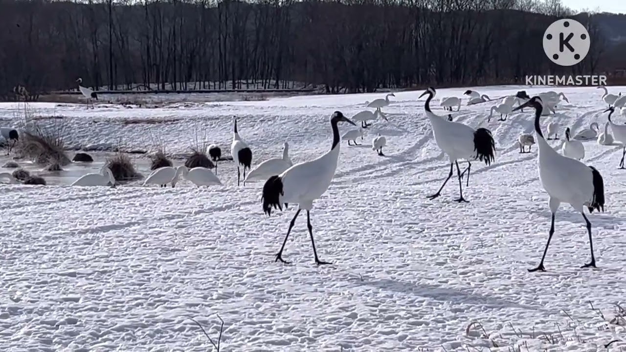 阿寒丹頂の里　国際鶴センター