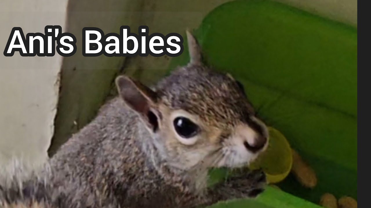 Ani and her babies at breakfast time