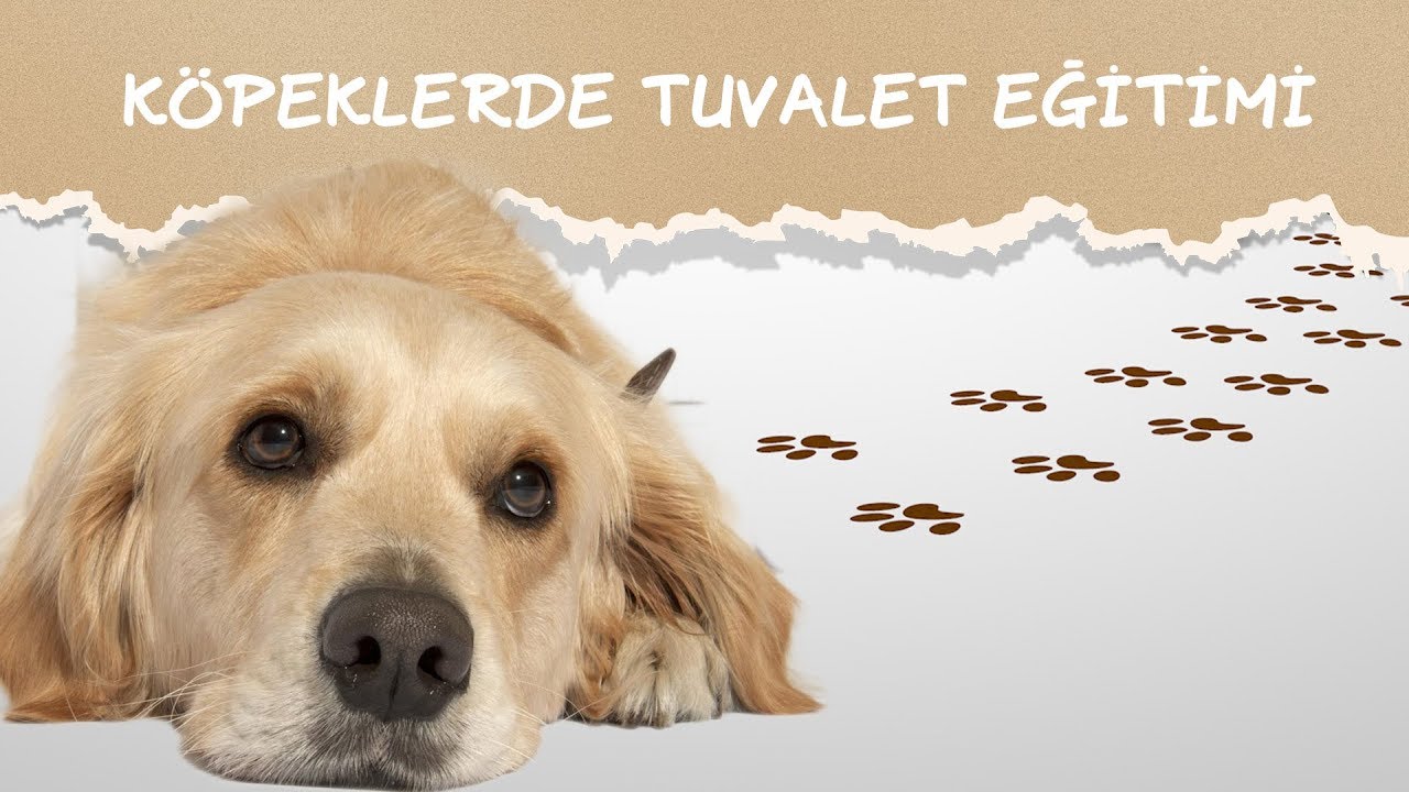 KÖPEK BAKIMI │ KÖPEKLERDE TUVALET EĞİTİMİ