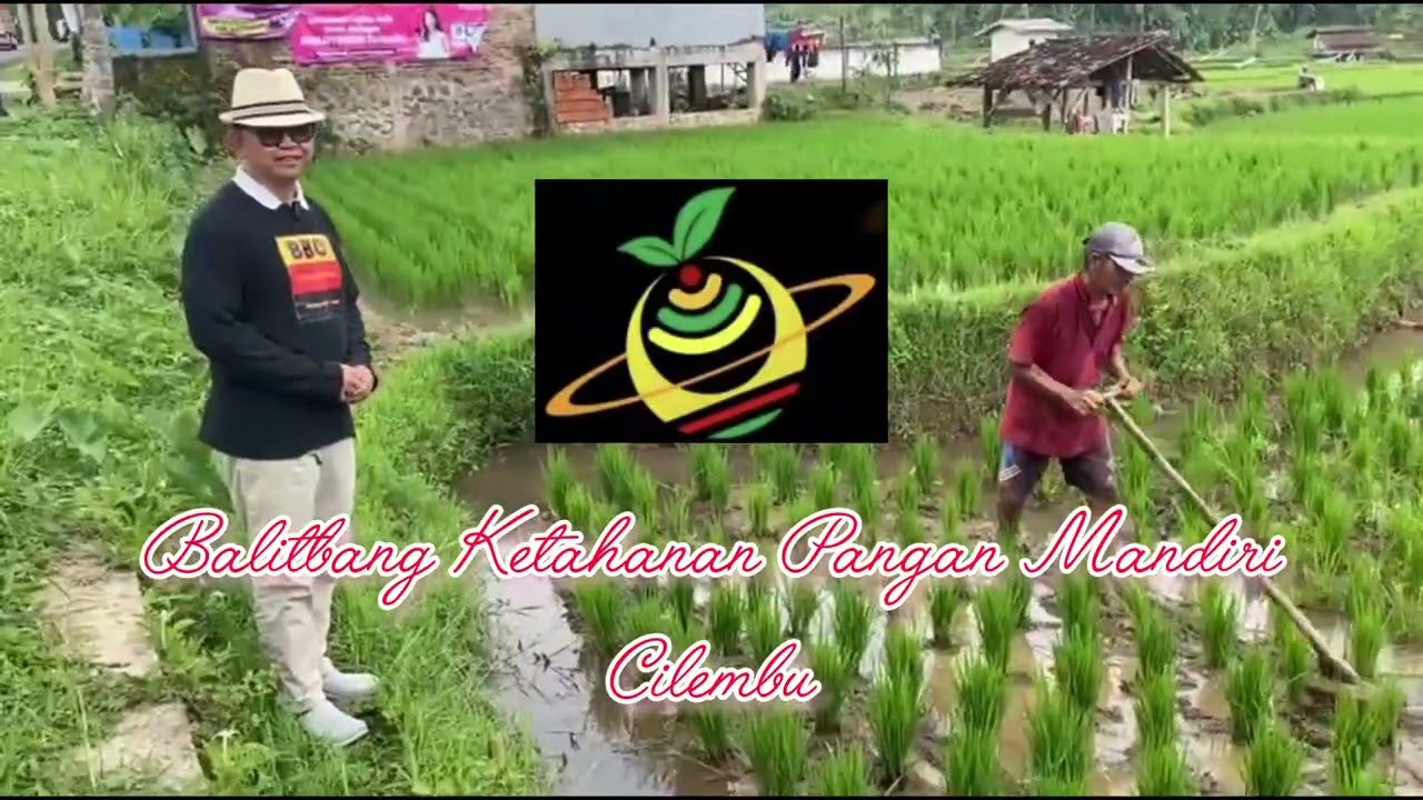 PROGRAM DEMPLOT Penanaman Padi Metode TaBeLa-KSP (Kang Surahman Parè)
