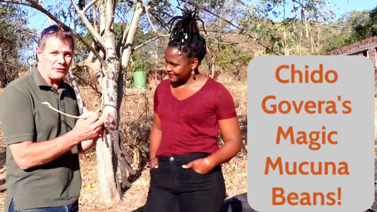 Chido Govera's Magic Mucuna Beans!