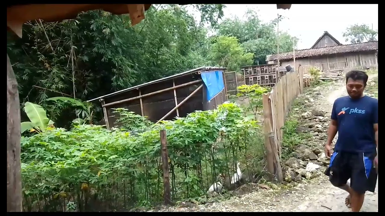 KANDANG AYAM DI TEPI SUNGAI SANGAT PRAKTIS 