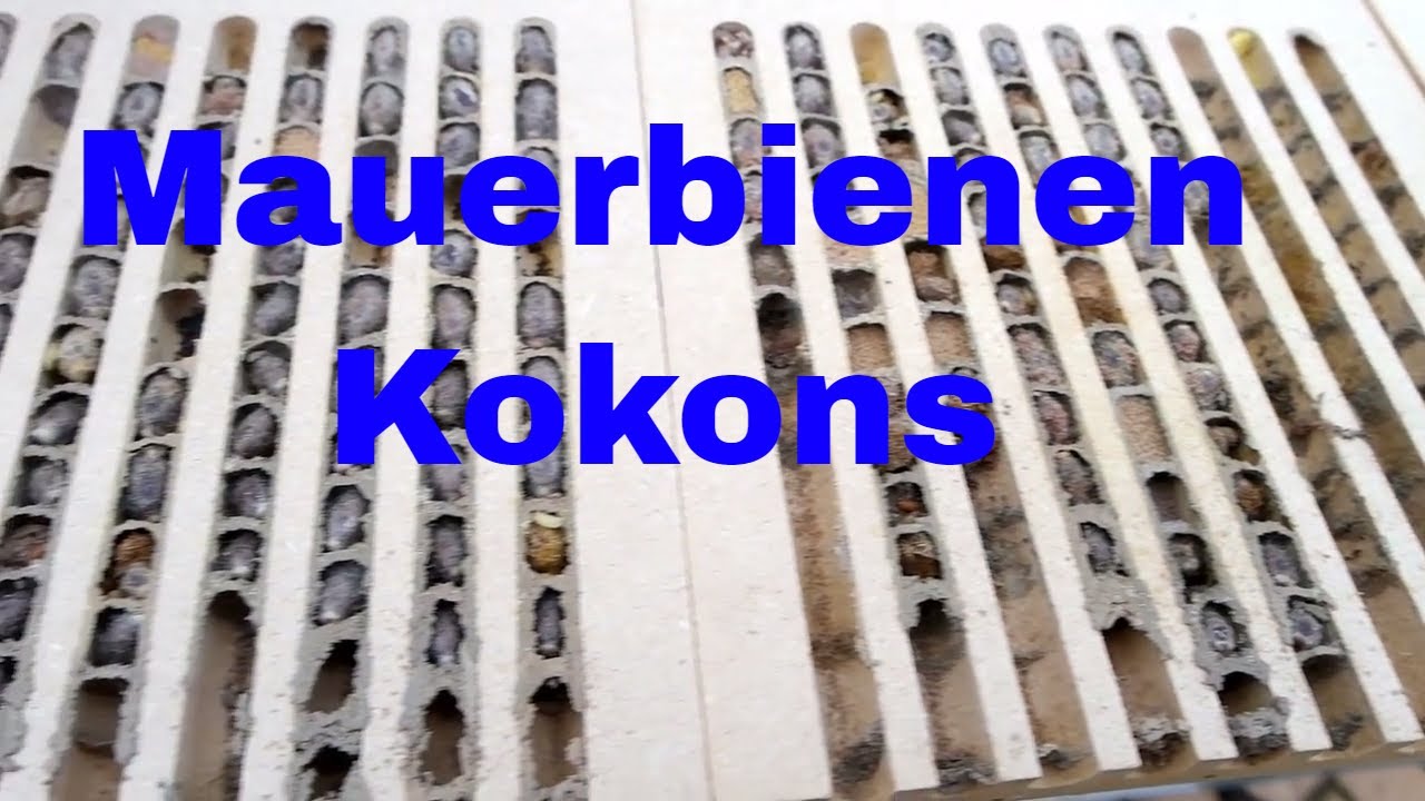Mauerbienen Larven Mauerbienen Kokons Gratis E-Book über Mauerbienen