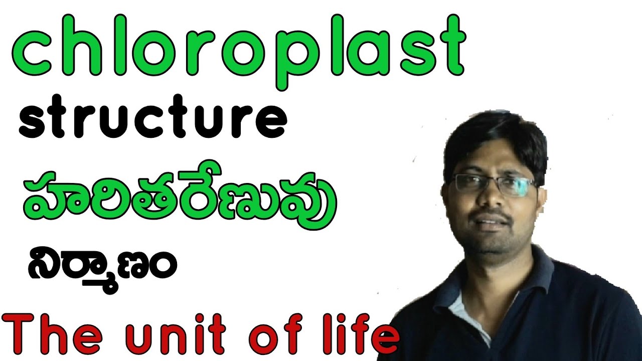 Chloroplast structure (The unit of life) Bhaskar's biology
