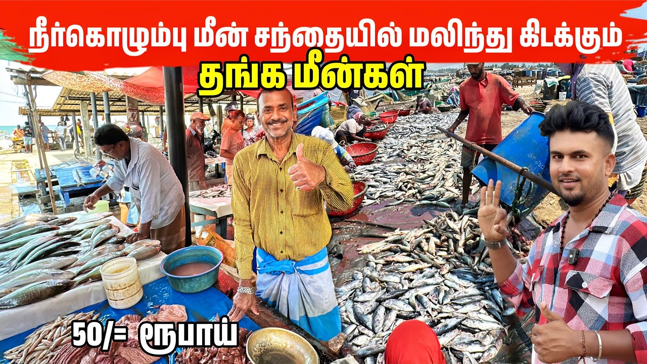 திடீரென 50 ரூபாயிலிருந்து மலிந்து கிடக்கும் மீன்கள் Negombo Fish Market 