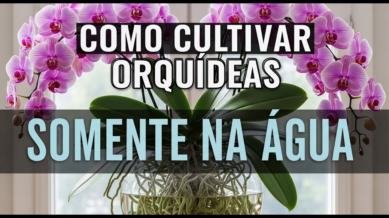 Como cultivar orquideas somente na agua | por que a água salva sua orquídea