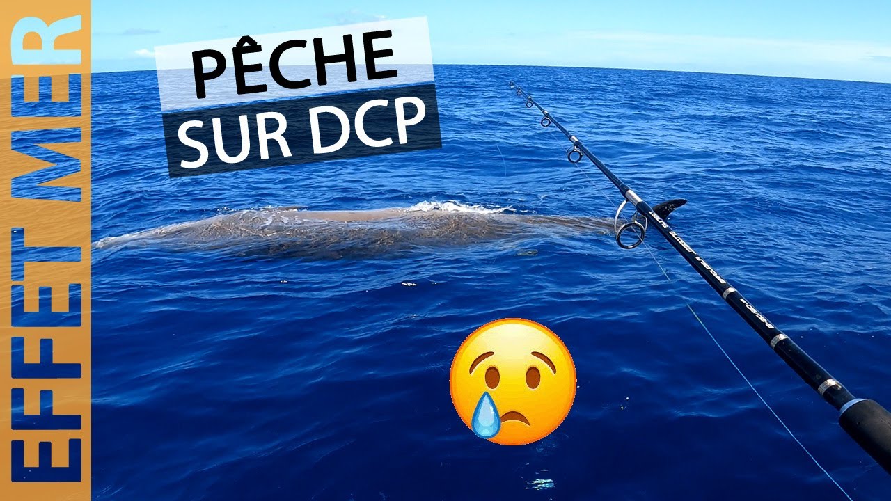 Une rencontre qu'on aurait préféré éviter | PECHE sur DCP en MARTINIQUE