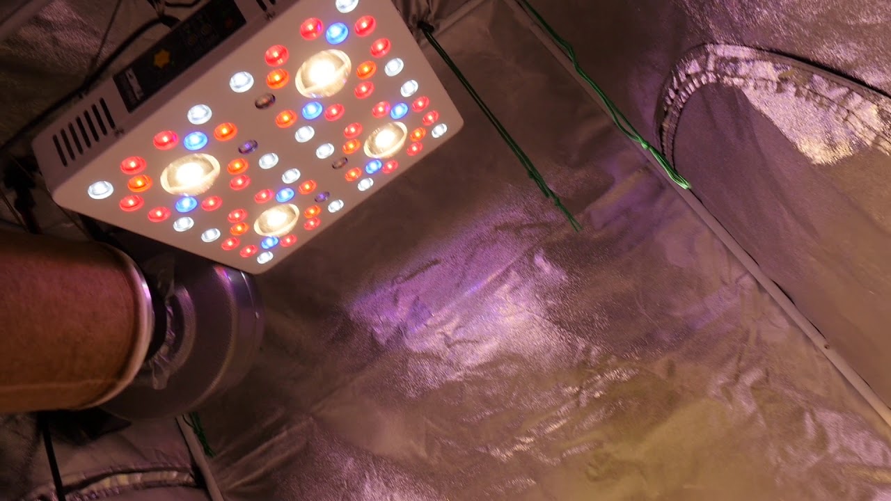 GROWING CANNABIS IN WINTER WITH LED LIGHTS - OPTIC 4