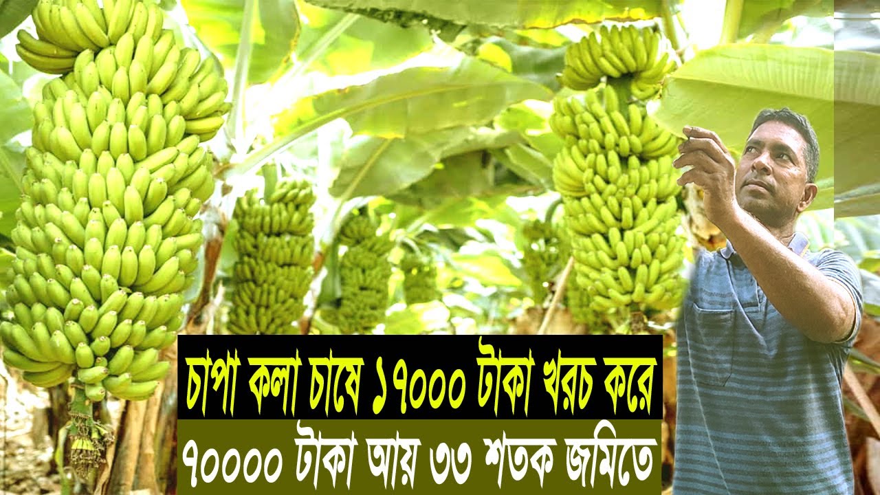 কলা চাষ পদ্ধতি ও আয় ব্যয় - ব্যবসার আইডিয়া চাপা কলা চাষ - Banana Farming in Bangladesh