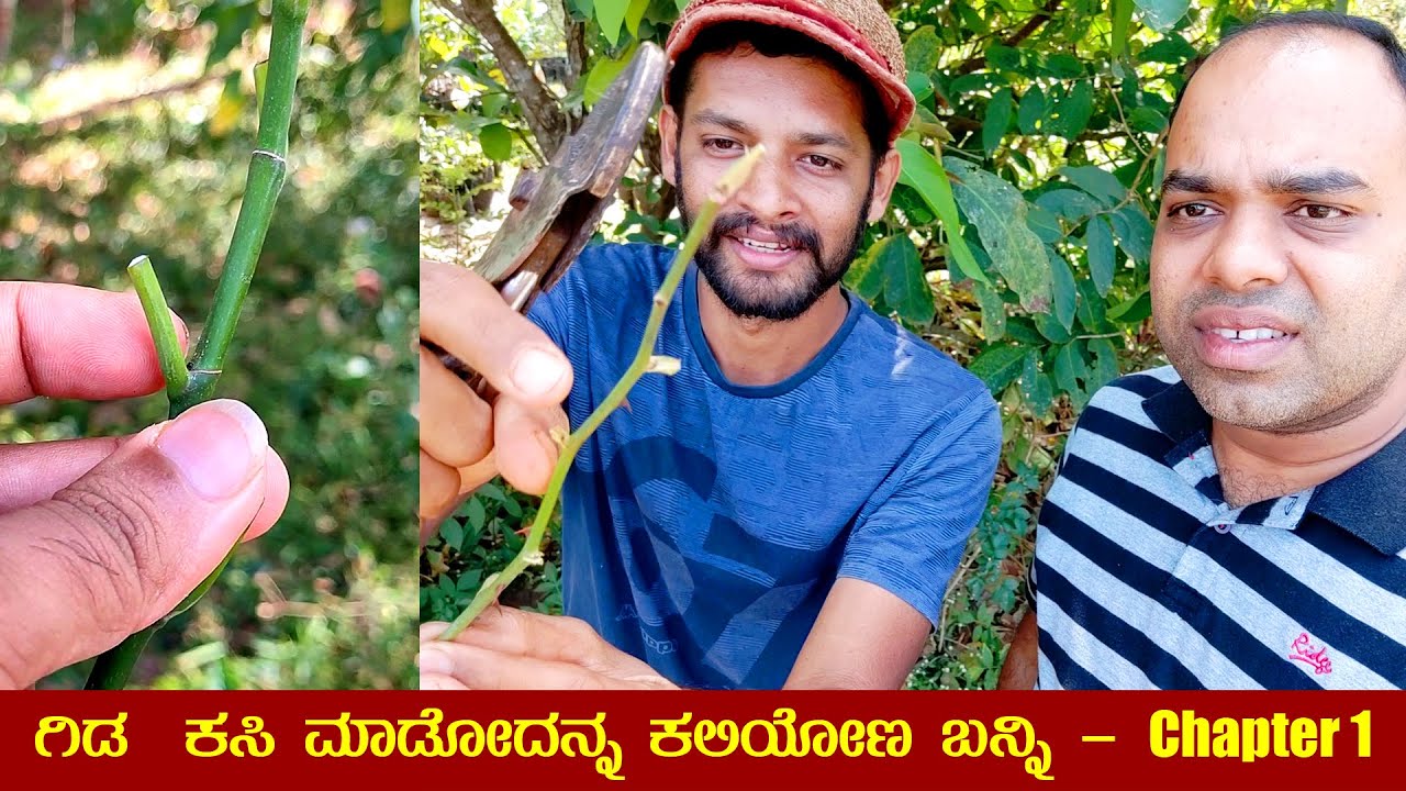 ಗಿಡ ಕಸಿ ಮಾಡೋದು ಹೇಗೆ ನೋಡಿ How to do Grafting | Part 1 | Gardening Tips - Mr and Mrs Kamath