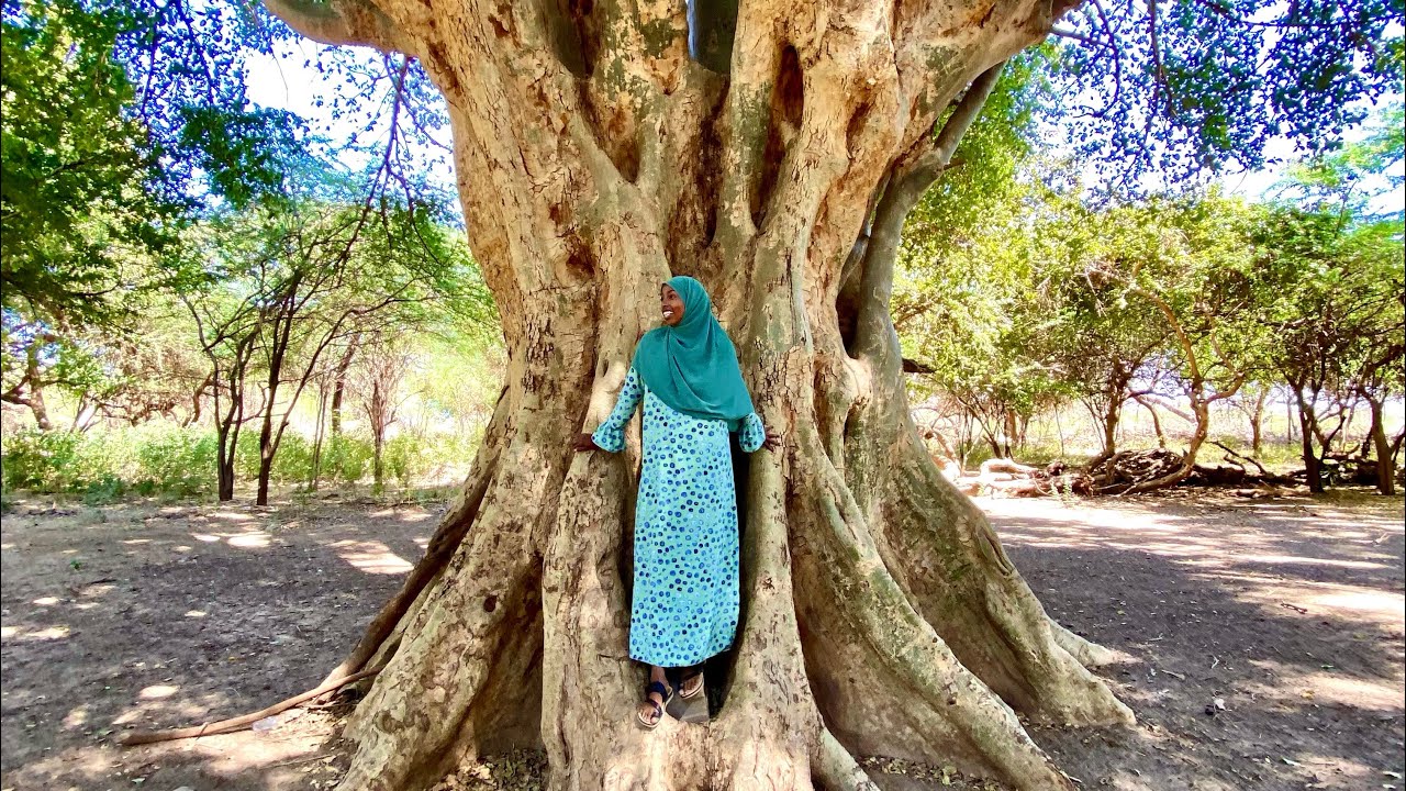 OVER 100 year old trees in the GEED DEEBLE Botanical Garden 1hr outside Hargeisa Somaliland 2021