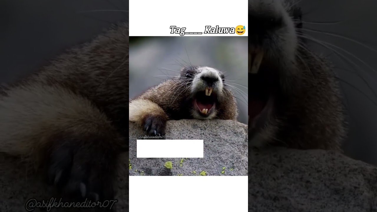 kalua kalua comedy