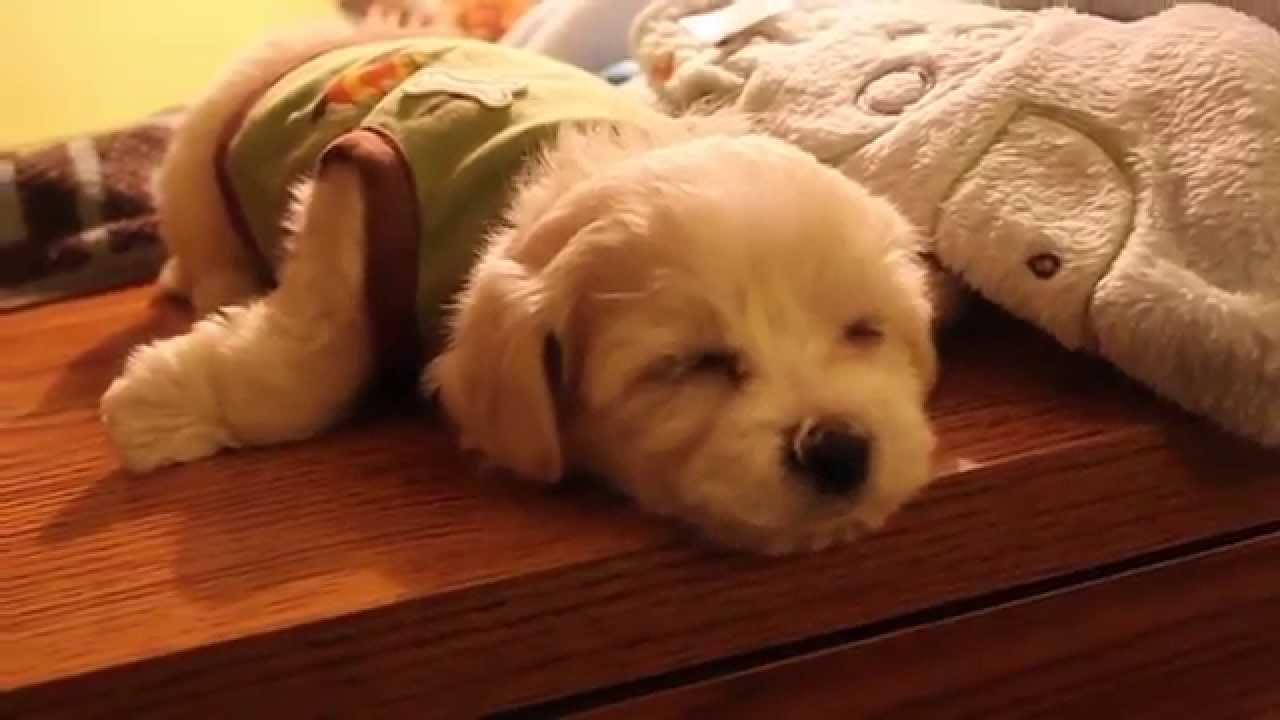 Harvey the Maltipoo Puppy - First Week Home