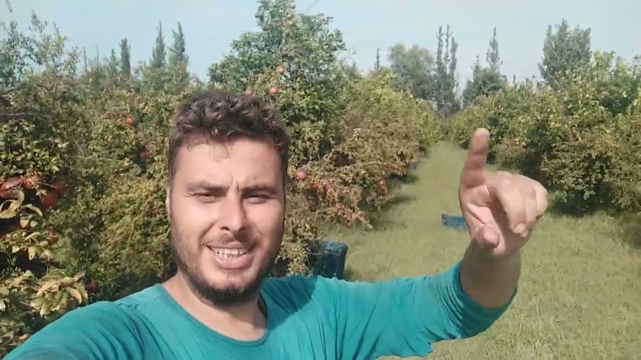 Nar Toplama Yevmiyesi Ne Kadar ? | Muğla'da Tarım İşçiliği