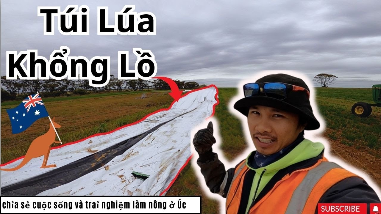 LÀM LÚA Ở ÚC NHƯ THẾ NÀO ?  TÚI ĐỰNG LÚA KHỔNG LỒ || CÔNG VIỆC LÀM NÔNG Ở ÚC