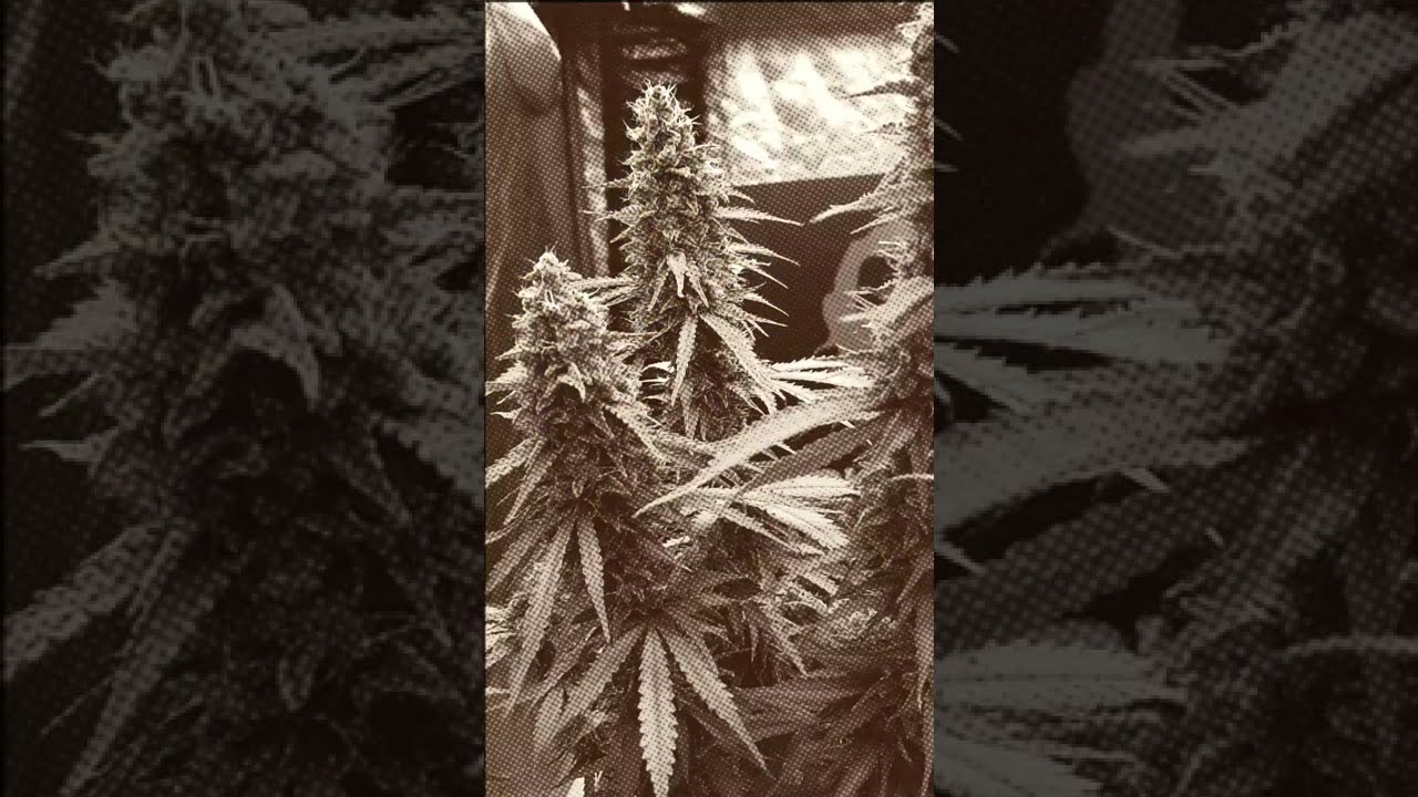 🕷️ Auto White Widow by Divine Seeds  #cannabiscommunity #homegrown #cannabiscontent #cannabisdaily