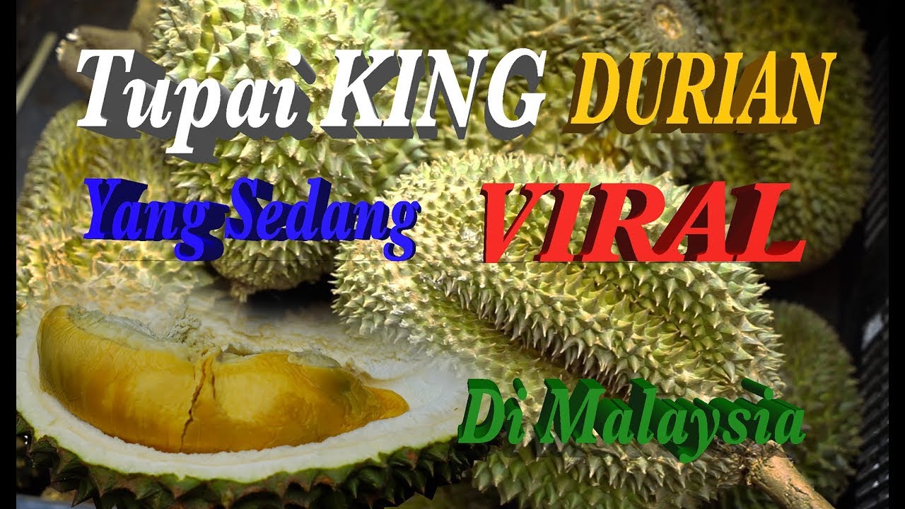 Durian Tupai KING