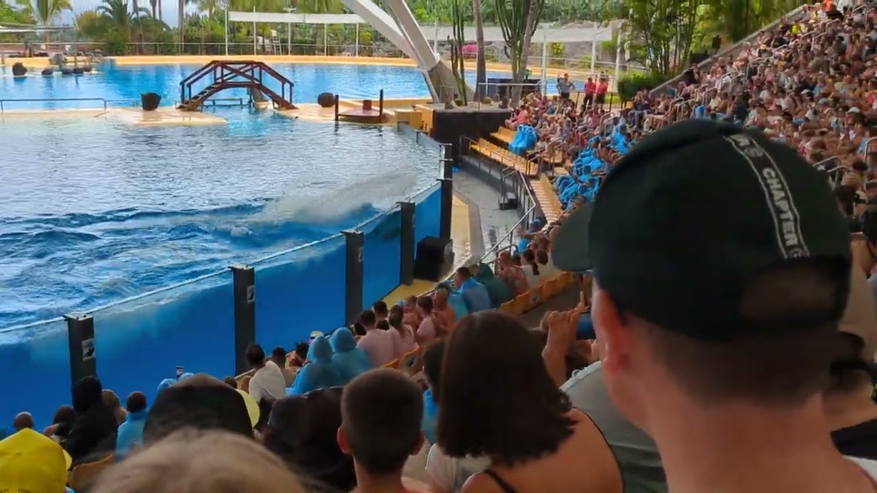 Presentación espectáculo de Orcas Loro Parque 2025