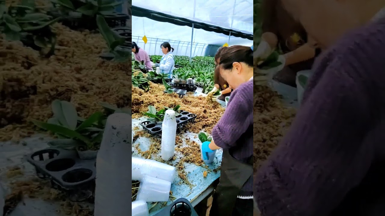 Cupping Orchid Seedling Techniques #satisfying #short