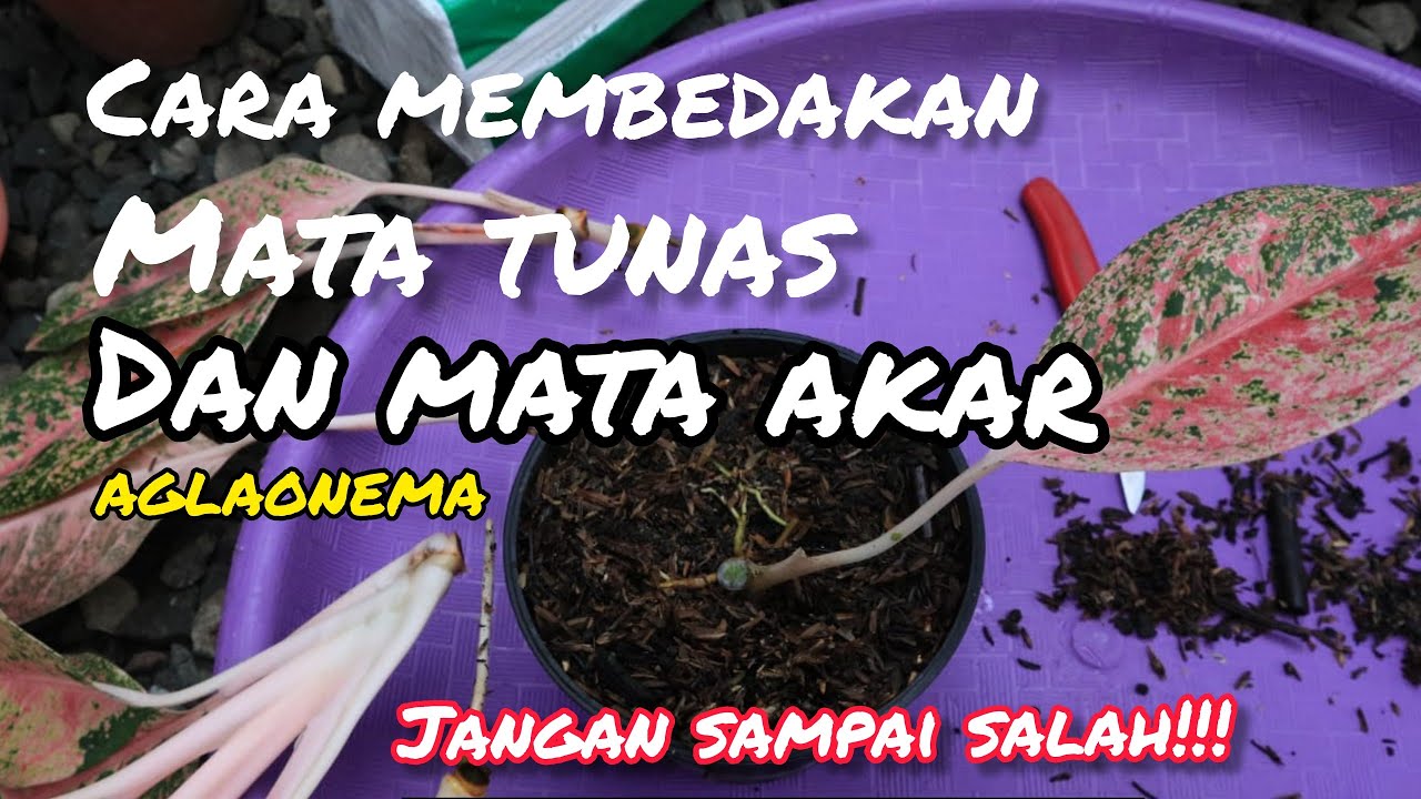 cara membedakan mata tunas dan mata akar AGLAONEMA#semiaglao #aglaonema bukan#aglonema