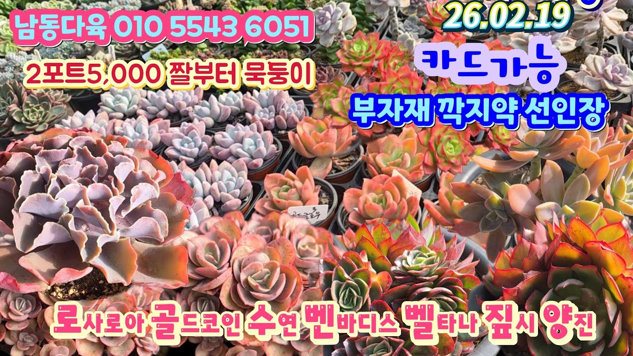 남동다육(3)2보트5천짤부터 묵둥이 선인장 부자재 깍지약/로사로아 수연 나나후크미니 벤바디스 아이보리등