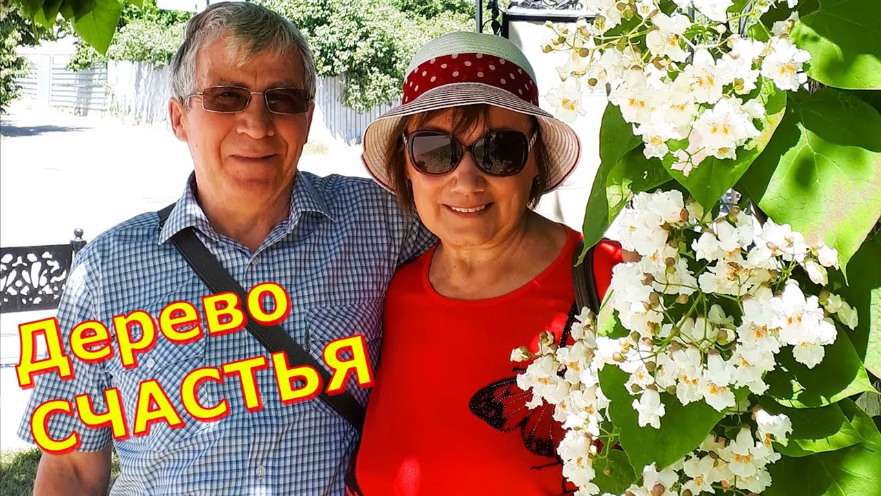 Чудо-дерево Катальпа из семян в Подмосковье. Посадка и уход