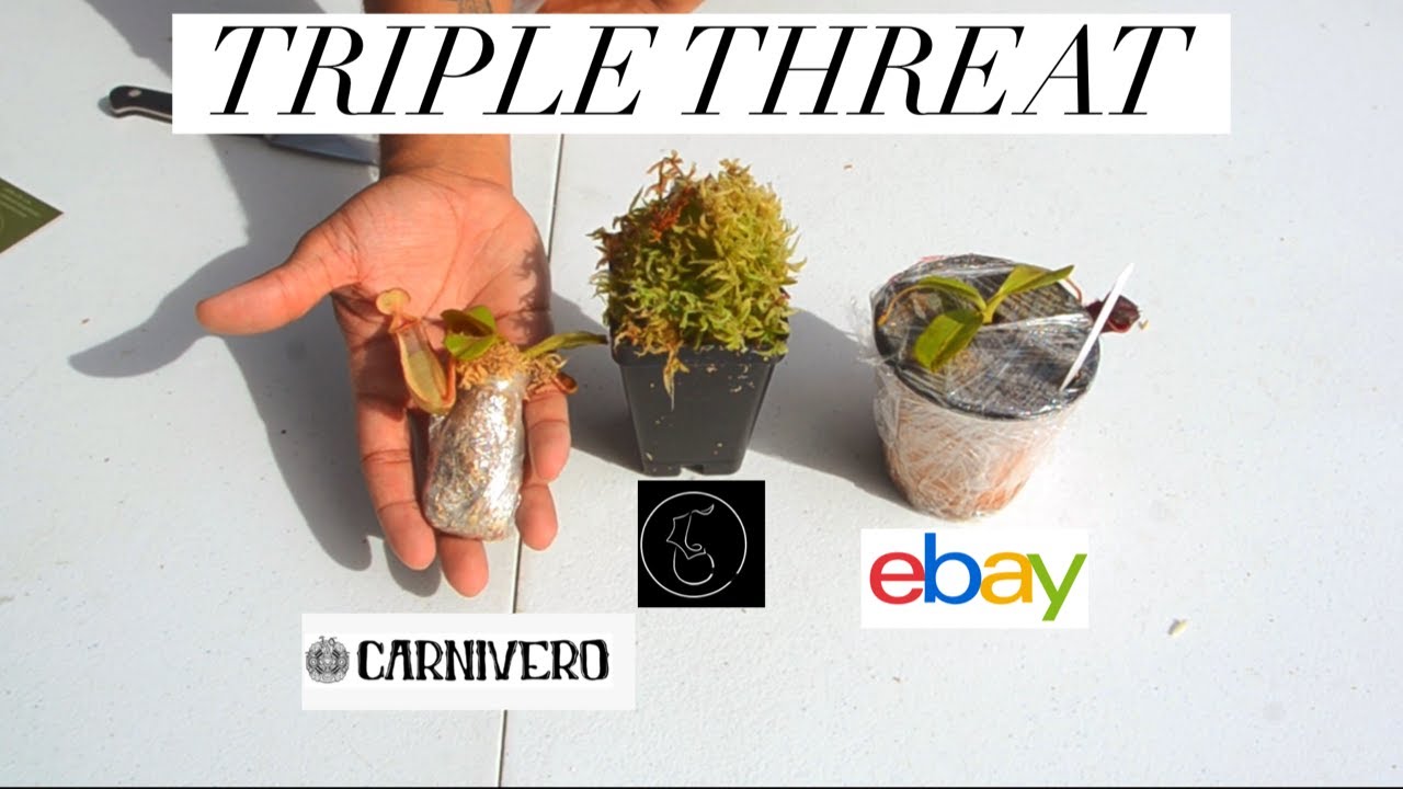 Unboxing 3 Nepenthese From Carnivero, Redleaf Exotics And Ebay