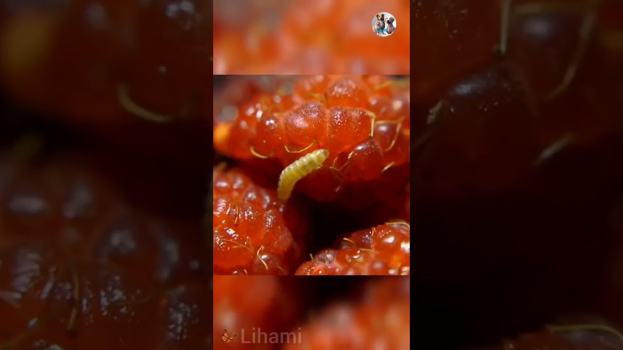 Caterpillar Becomes Butterfly in 4K HD |insects | Lihami 111 | 