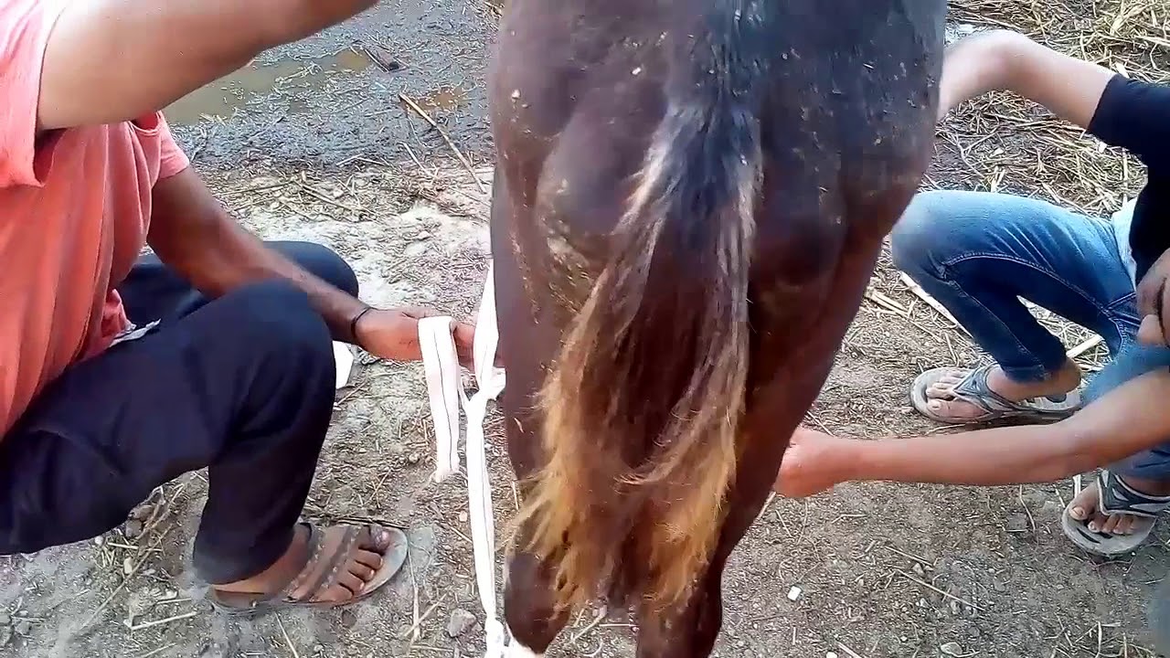 بربطةحبل يتعلم حصانك( مشية الرهوان) تستطيع فعلها بنفسك