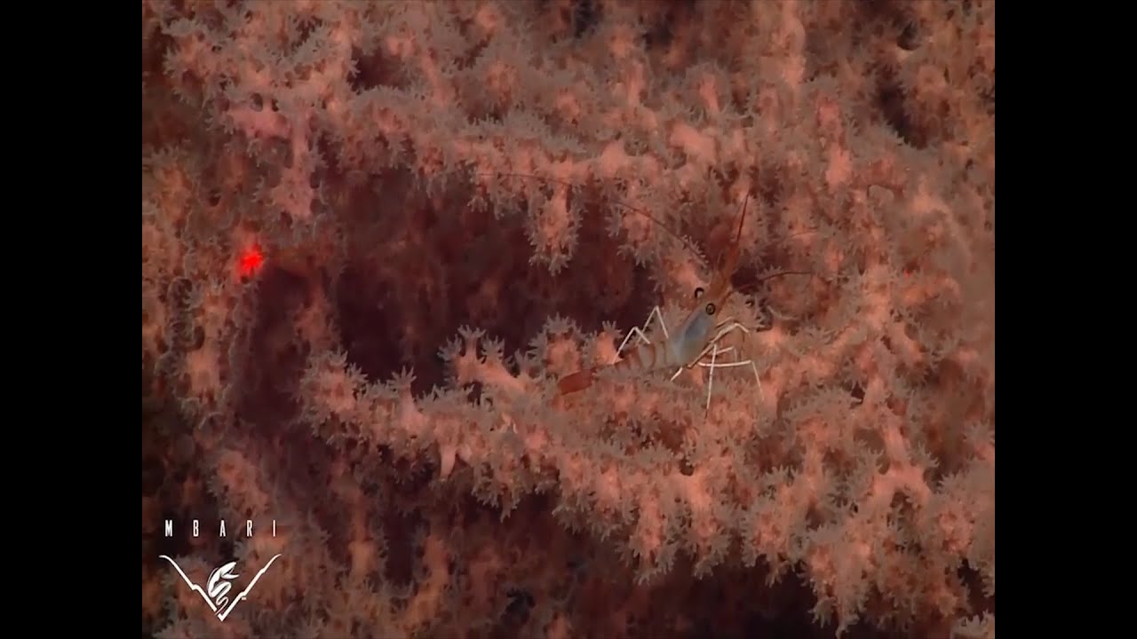 Deep Ocean Mysteries: Your Sanctuary Episode 13 Remaster