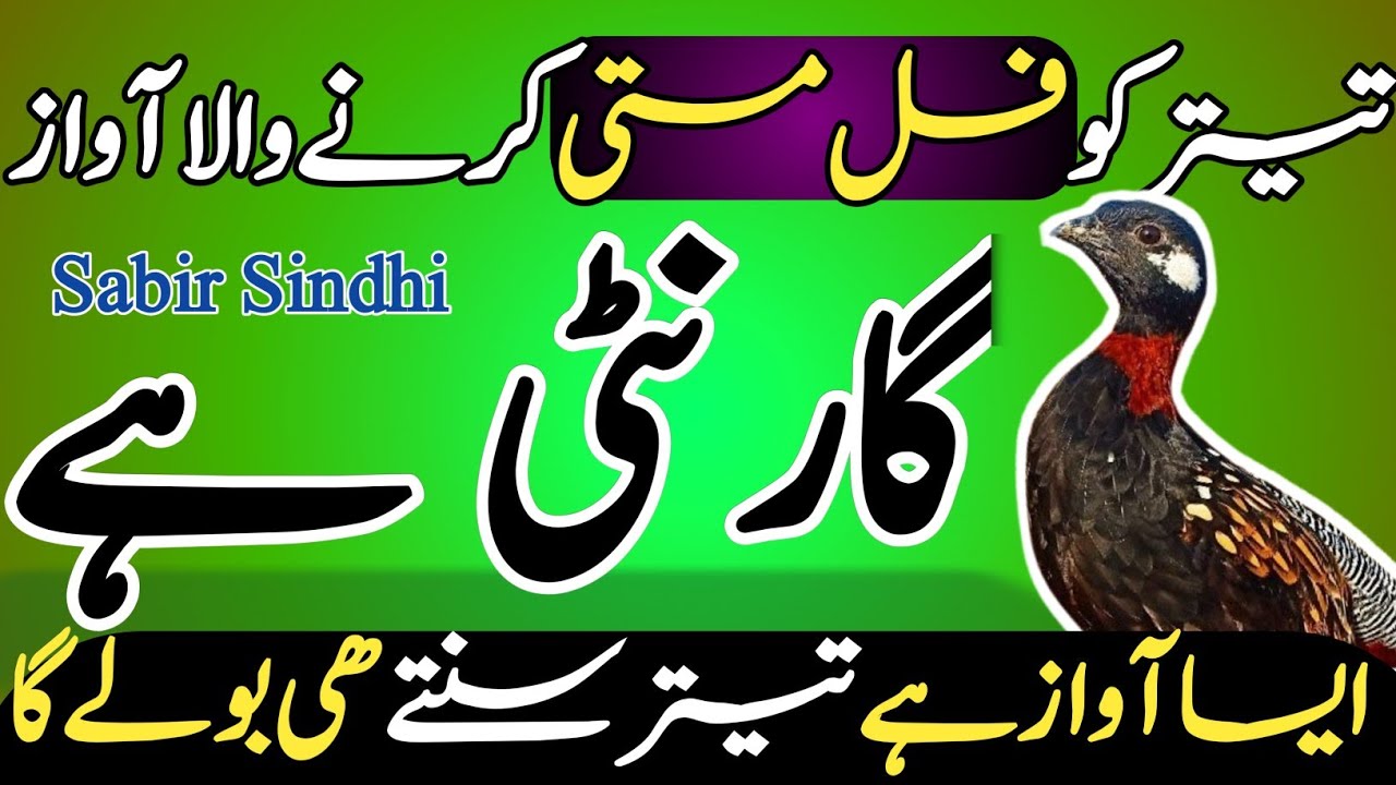 teetar ki awaaz|kale teetar ki awaaz|teetar|black teetar voice|kala teetar ki awaz|black teetarvoice