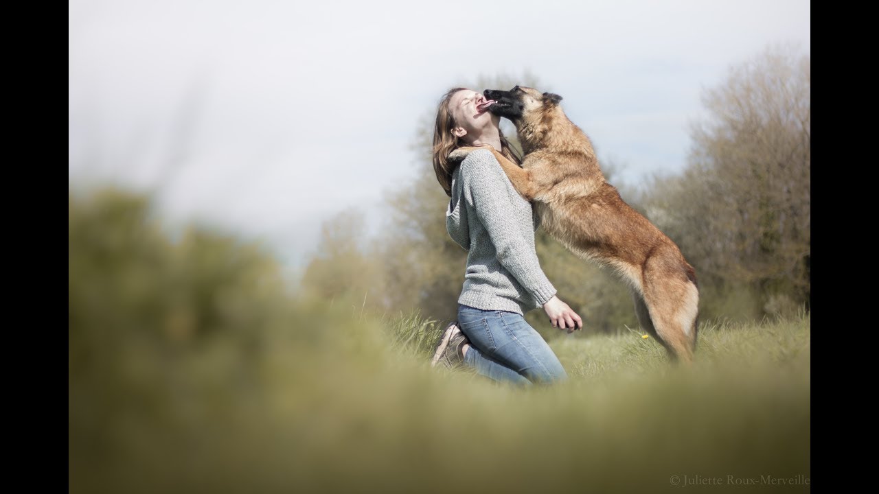 Daïka, Malinois Dog Tricks [3 Years]