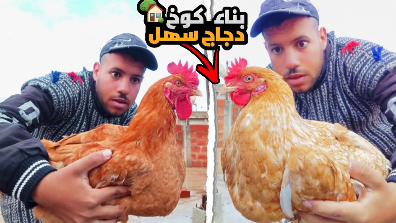 بناء كوخ دجاج في رمضان 🏠🐔 تجربة ممتعة في أجواء الصيام!