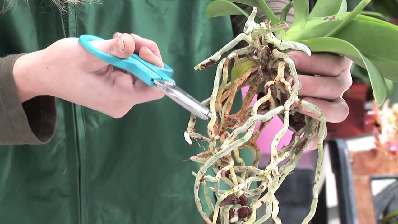 Orchideen schneiden - pflegen - umtopfen