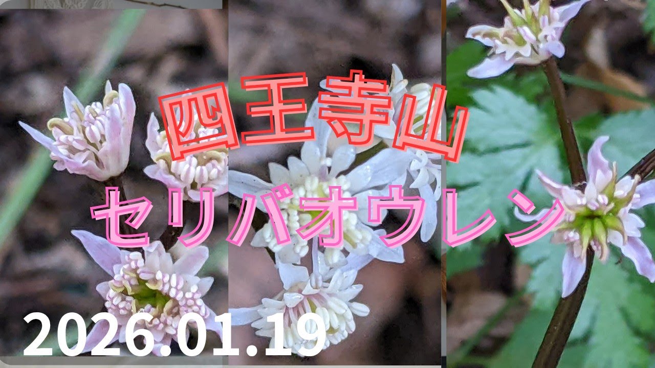 四王寺山のセリバオウレン　2026.01.19（月）