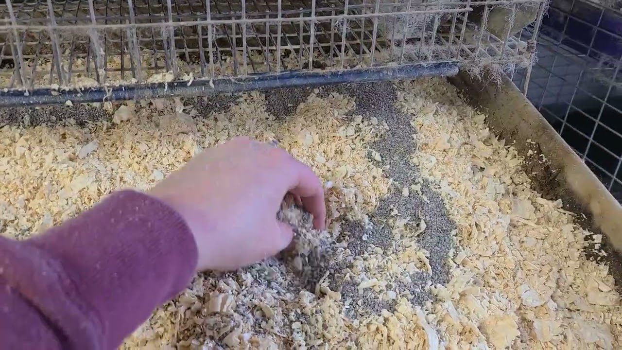 Keeping Rabbit Cage Smelling Good