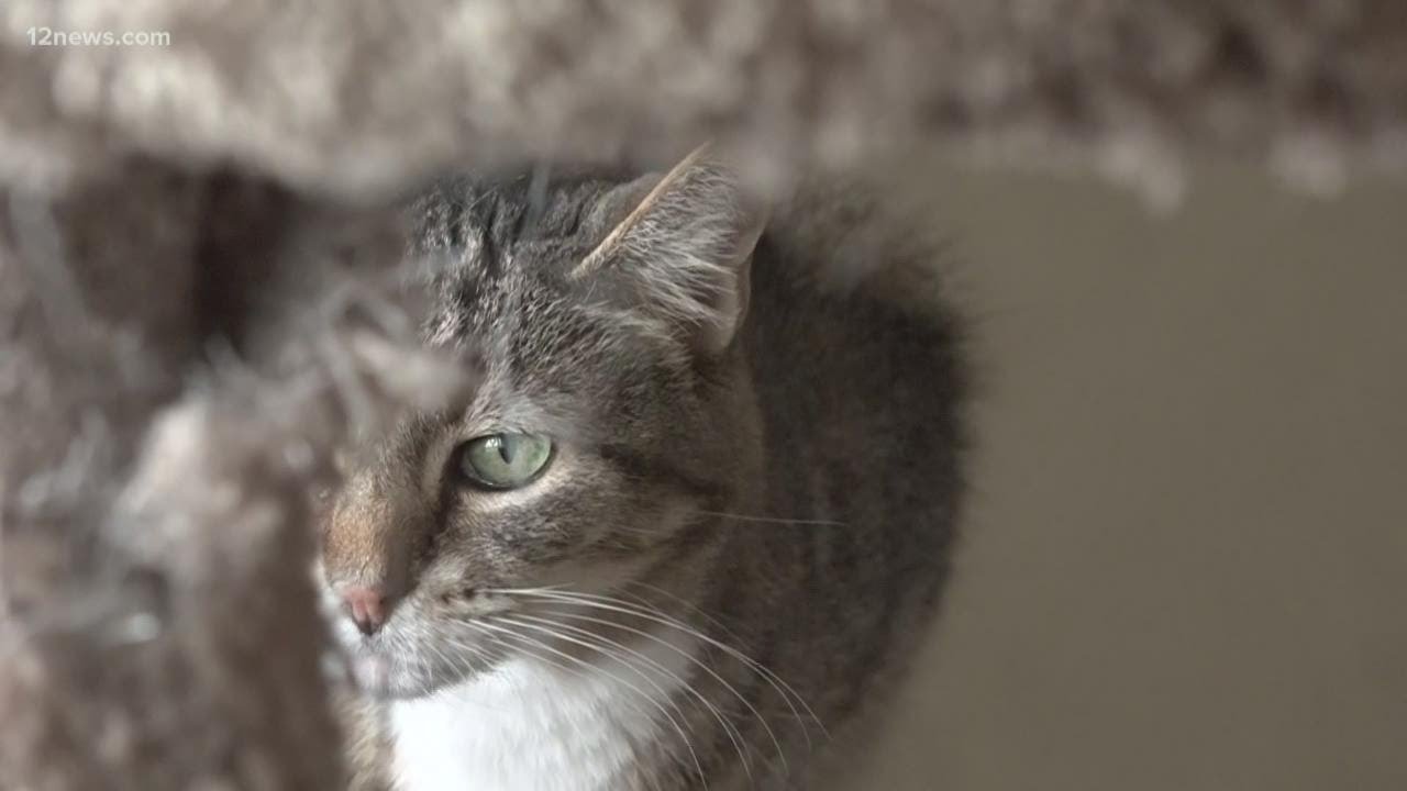 Hero veterinarian saves an injured cat with surgery at no cost