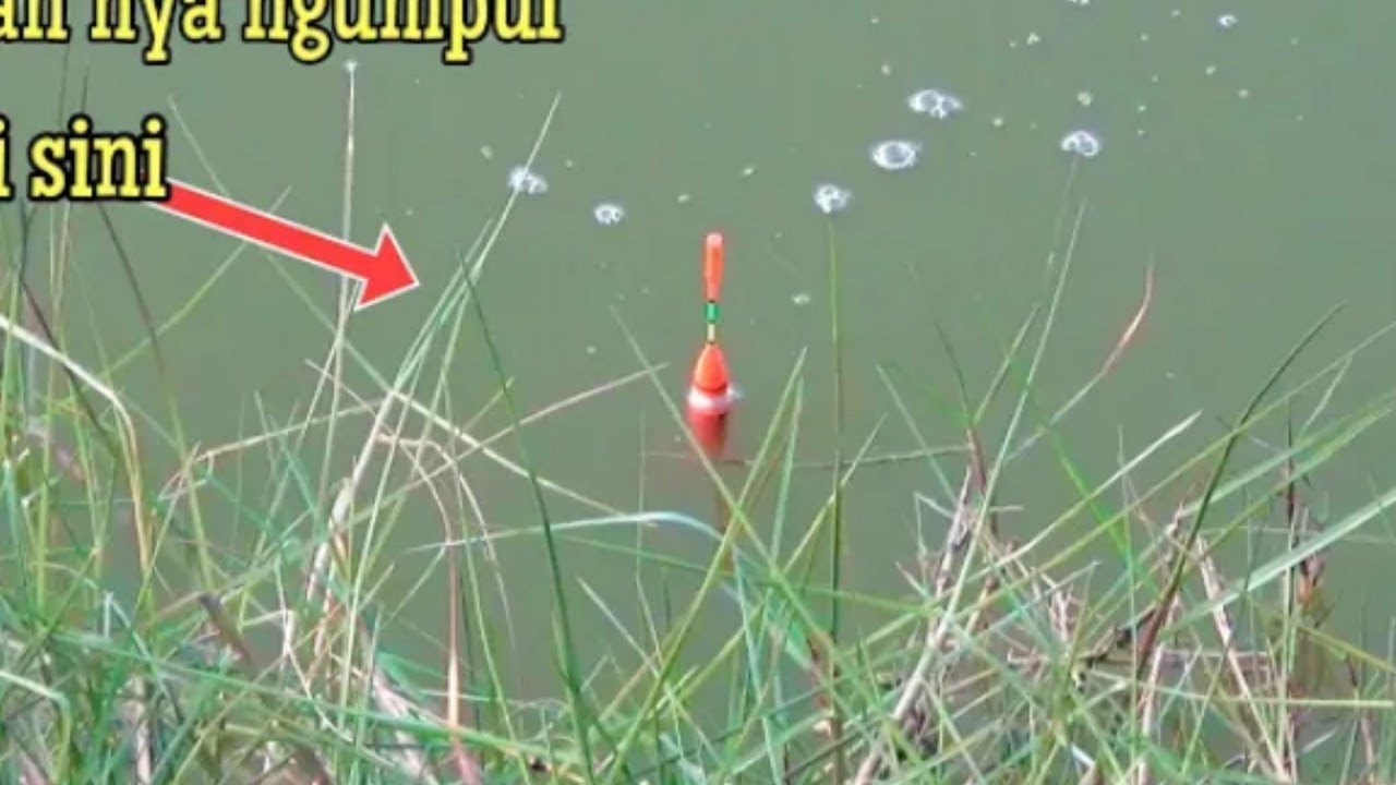MANCING IKAN NILA LIAR BABON (ARIS FISHING)