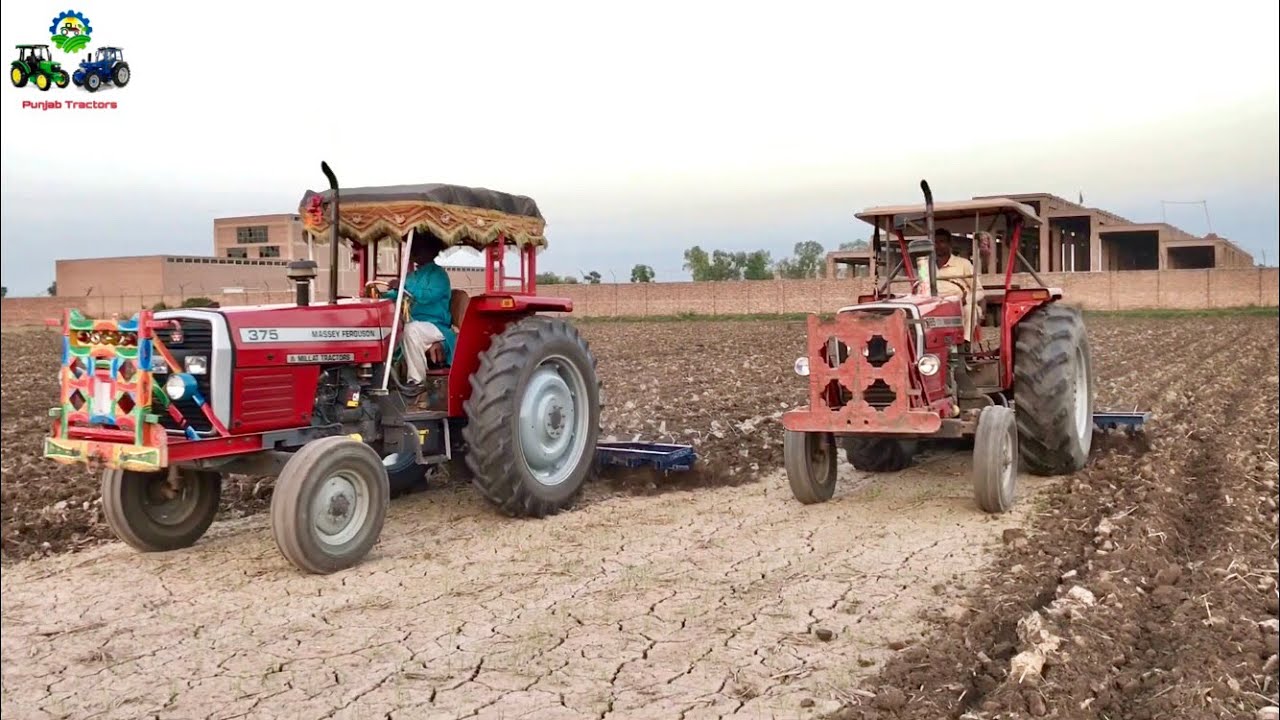 MF 375 & MF 385 Working Together with cultivator in field 👌🏻👌🏻
